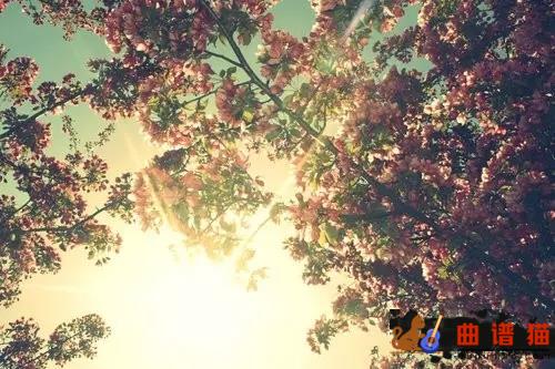 南山南吉他谱 马頔  每个人都是一座孤岛简谱