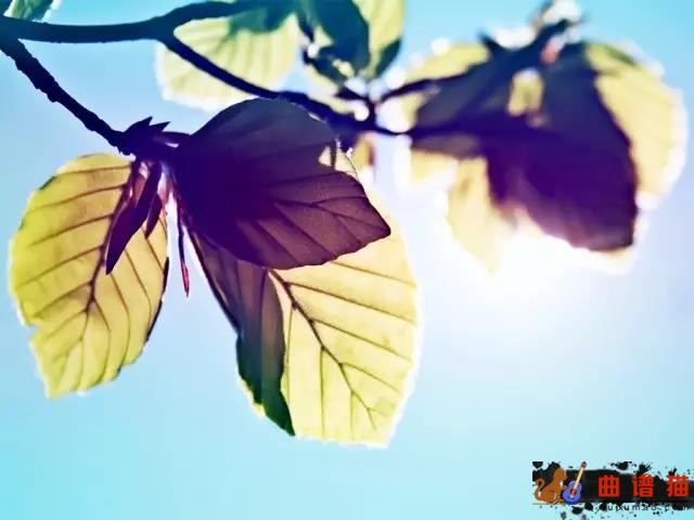 南山南吉他谱 马頔  每个人都是一座孤岛简谱